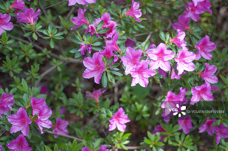 锦绣杜鹃花图片素材
