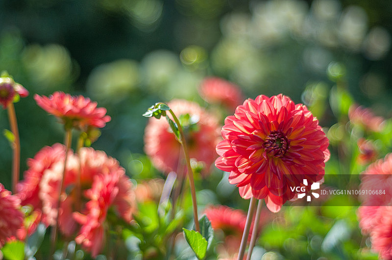 格雷斯兰大丽花图片素材
