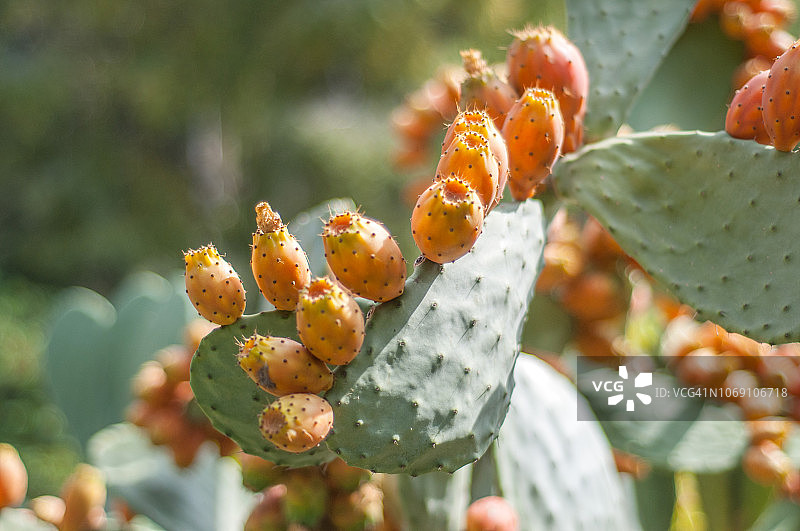 巨人柱果实图片素材