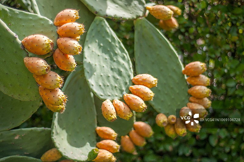巨人柱果实图片素材