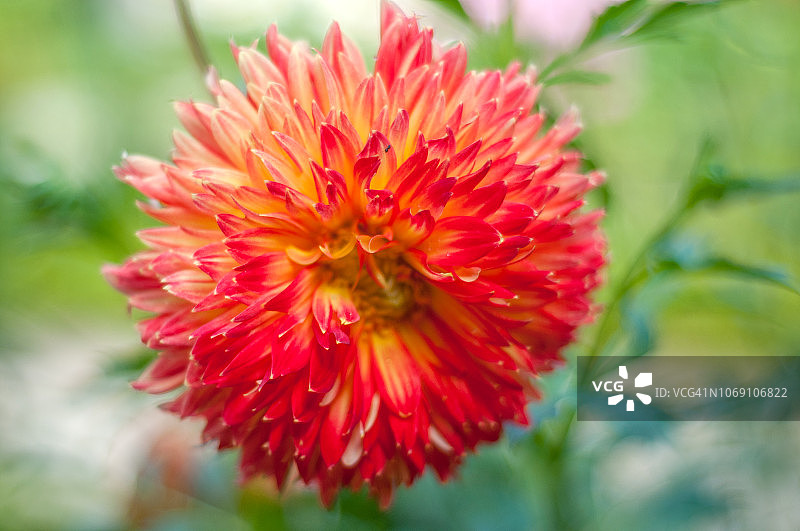 浣熊座大丽花图片素材