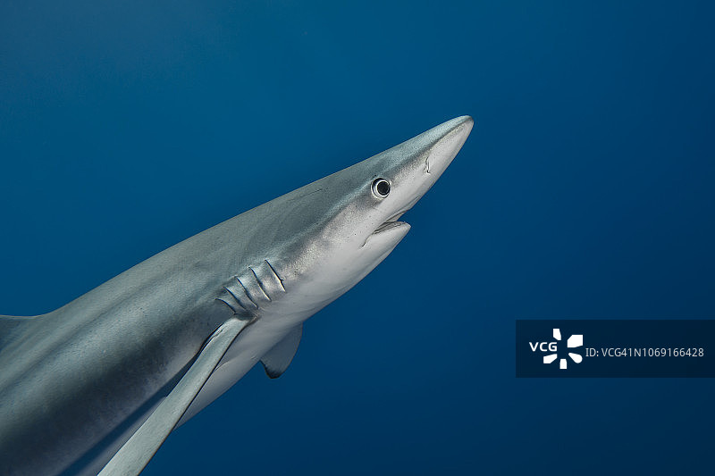蓝鲨图片素材