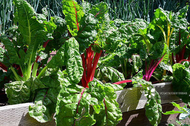 菜园中生长的彩虹甜菜图片素材