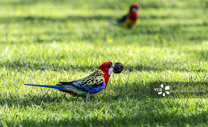 东玫瑰鹦鹉图片素材