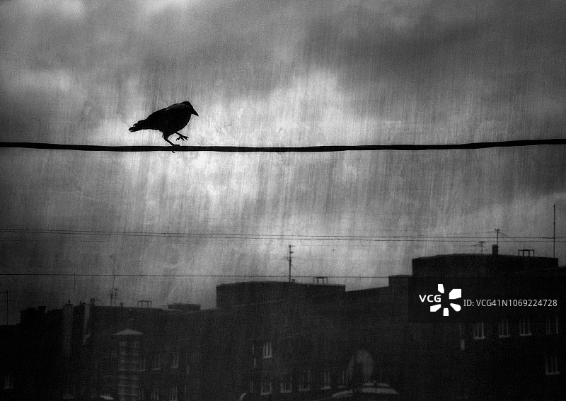 城市上空的乌鸦图片素材