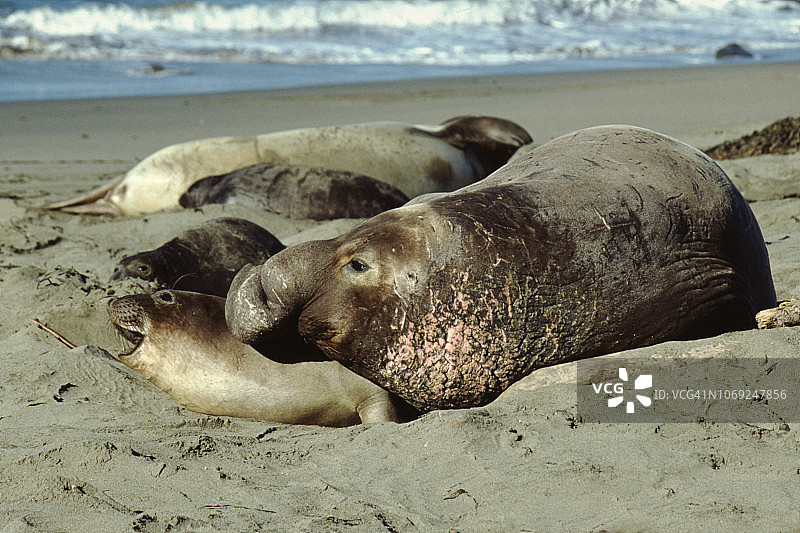 雄性北方象海豹与雌性交配图片素材