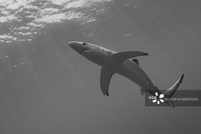 蓝鲨（prionace glauca）图片素材