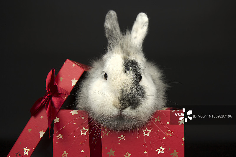 礼品盒里的兔子图片素材