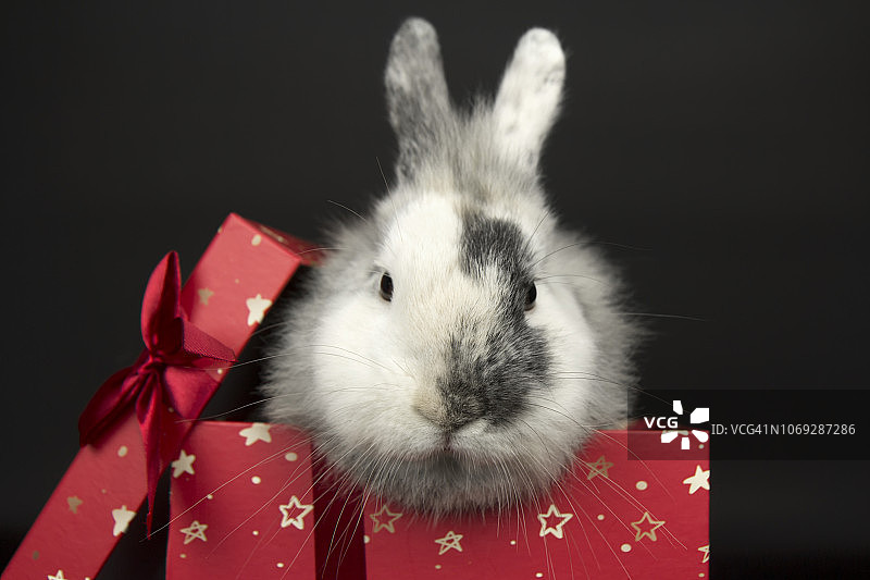 礼品盒里的兔子图片素材