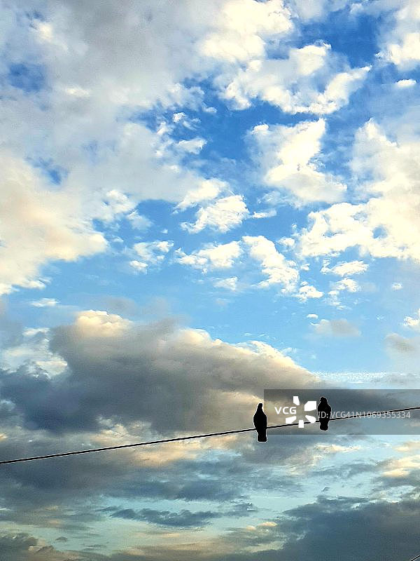 电线上的自由鸟图片素材