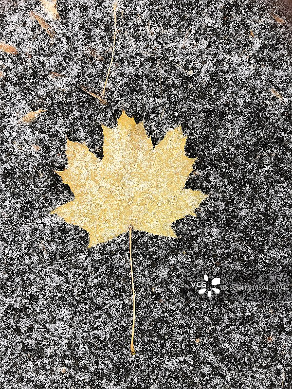 雪中的树叶图片素材