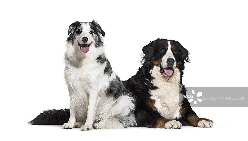 边境牧羊犬（3岁）和伯恩山犬（5岁），白色背景图片素材
