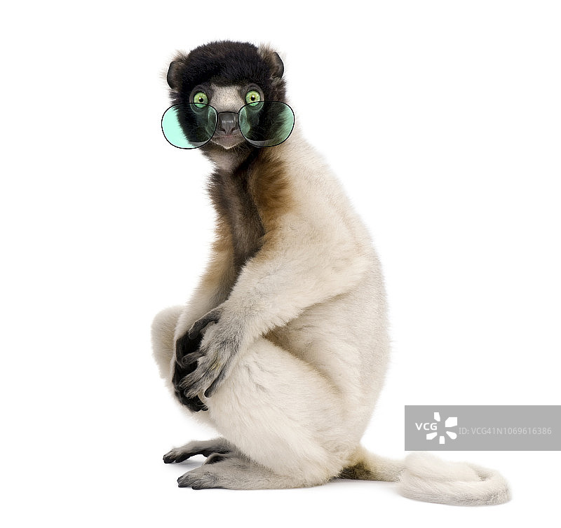 戴眼镜的冕狐猴肖像，一岁，白色背景图片素材