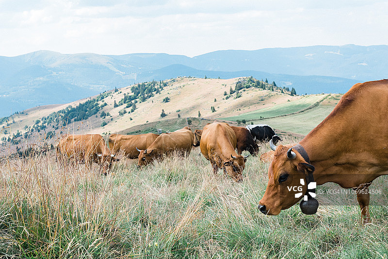 法国孚日山脉小巴隆山上的奶牛图片素材