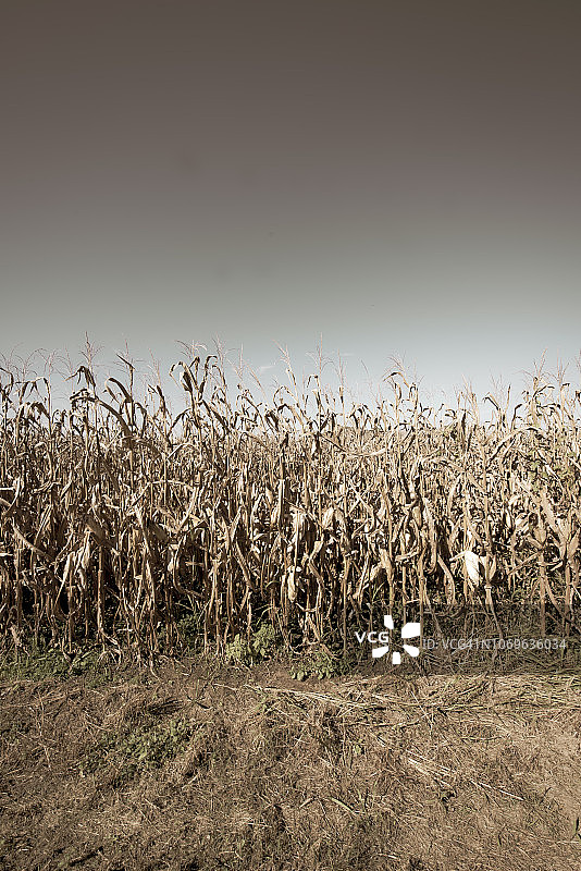 作为附属材料艺术的玉米田图片素材