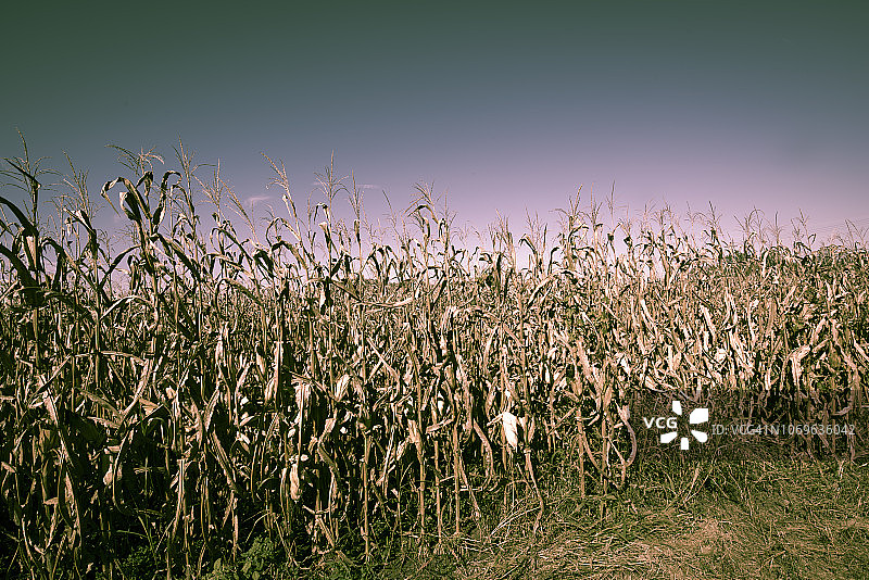 作为附属材料艺术的玉米田图片素材