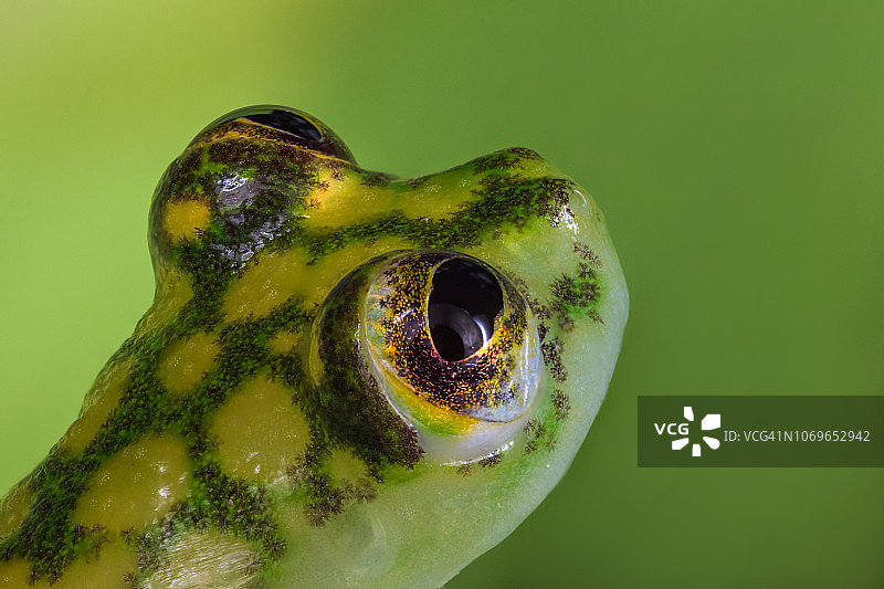 玻璃蛙细节图片素材