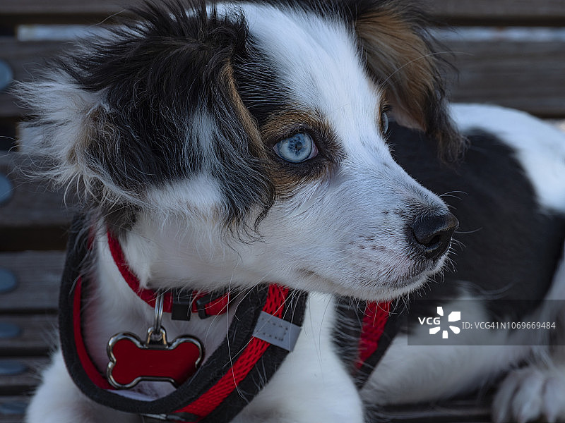 幼犬侧面图片素材