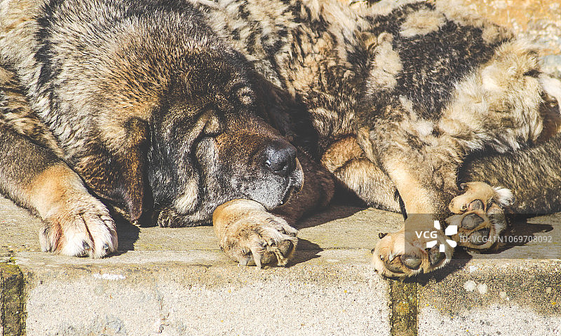 一只獒犬睡在地上图片素材