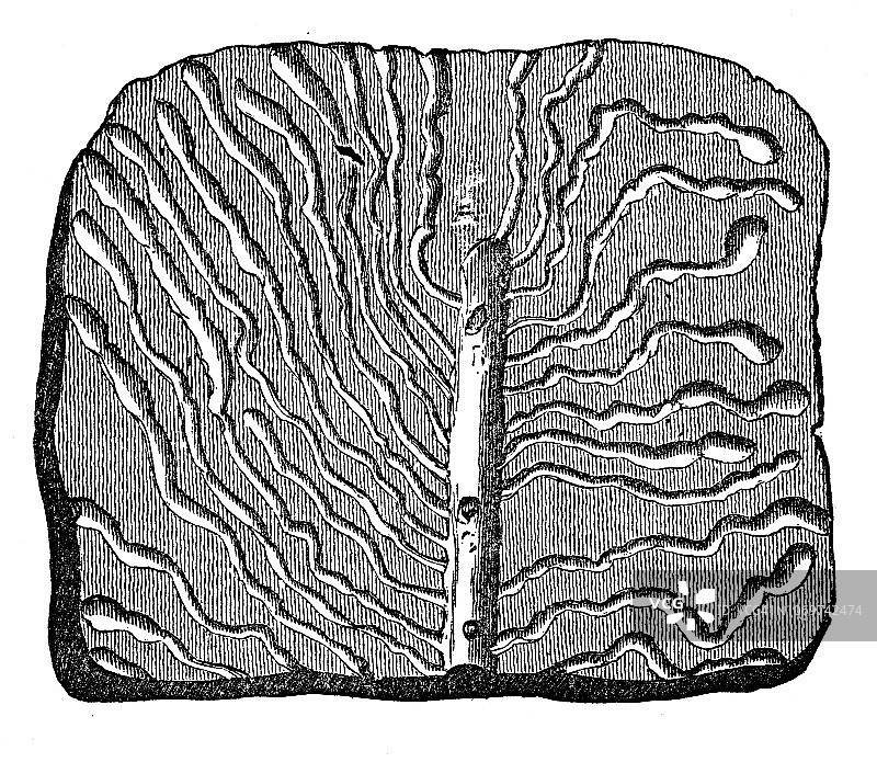 榆树上的树皮甲虫轨迹图片素材