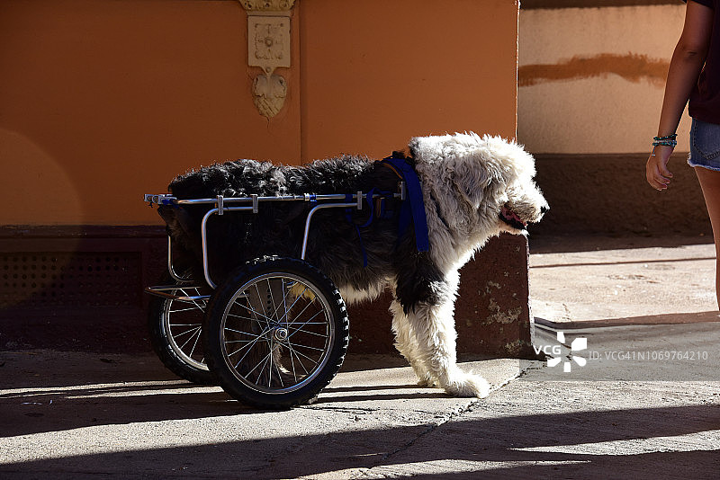 坐在轮椅上的古代英国牧羊犬图片素材