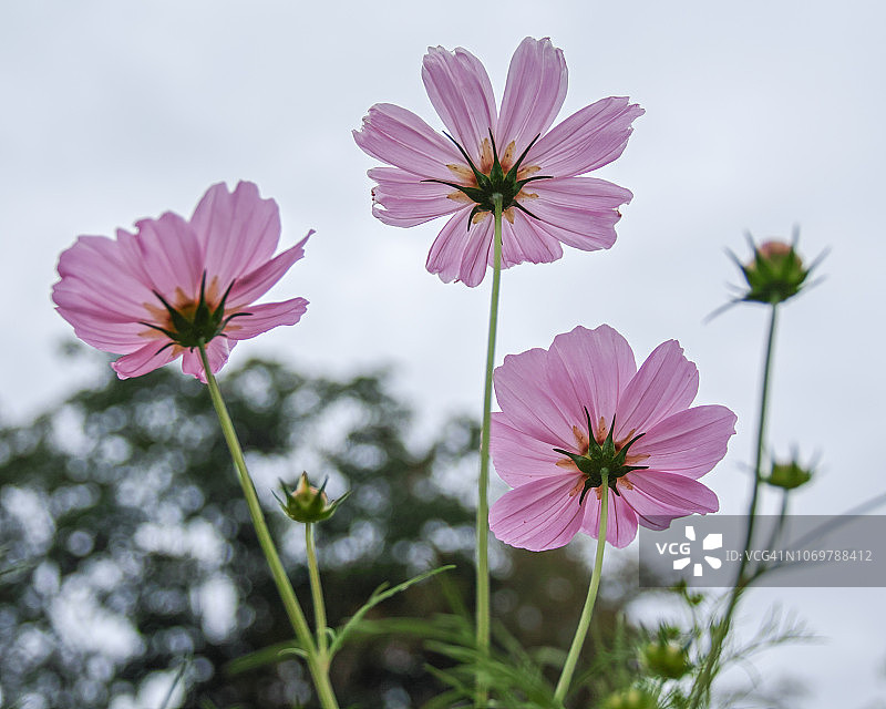 宇宙的花图片素材