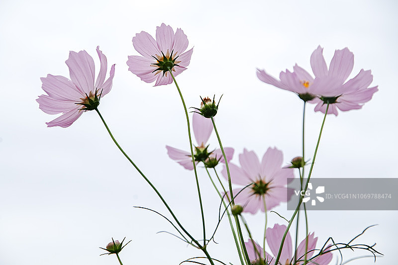 宇宙的花图片素材