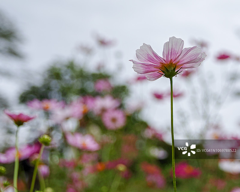 宇宙的花图片素材