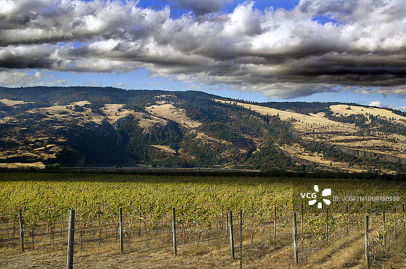 秋季葡萄园图片素材