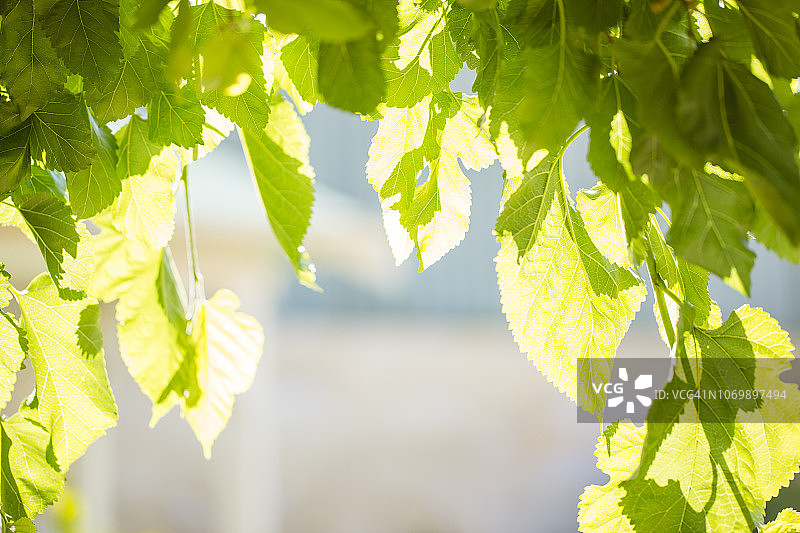 桑树拱门图片素材