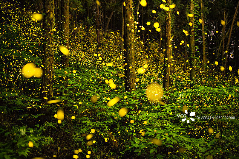 日本森林中发光的萤火虫，展示了生物发光的自然奇观图片素材