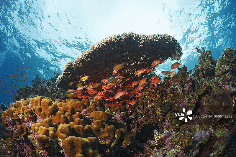 珊瑚礁自然与野生动物水下海洋生物水肺潜水员视角水下照片图片素材