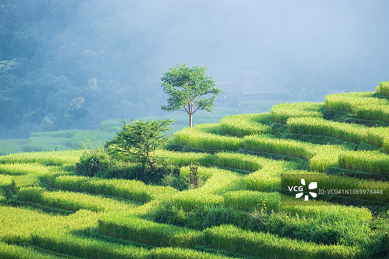 泰国晨雾中的美丽梯田图片素材