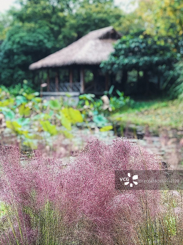 杭州西湖图片素材