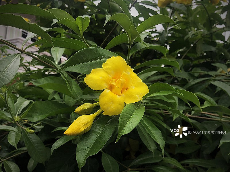 黄色黄蝉花图片素材