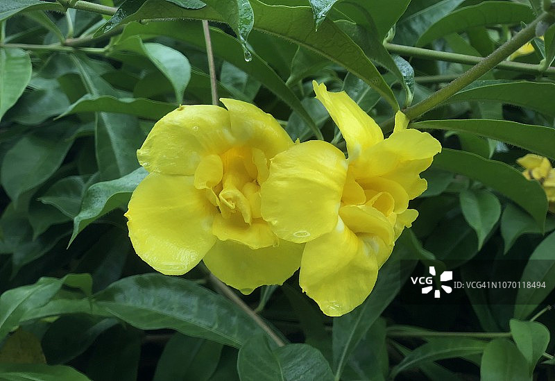 黄色黄蝉花图片素材