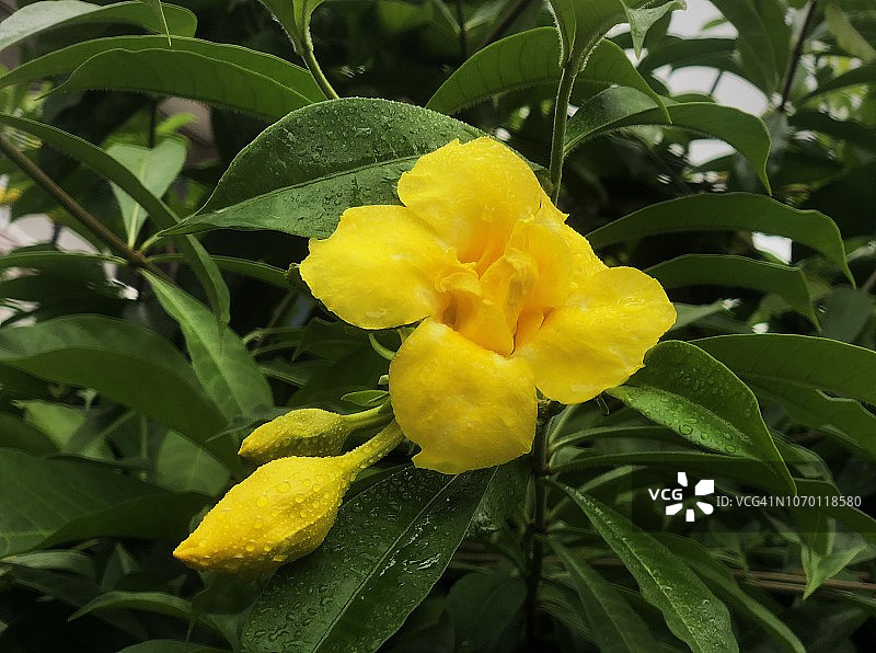 黄色黄蝉花图片素材