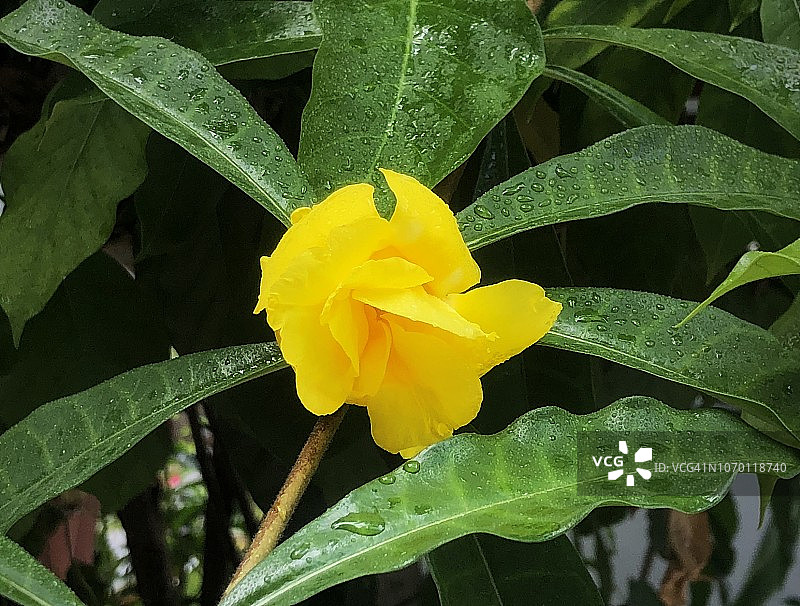 黄色黄蝉花图片素材
