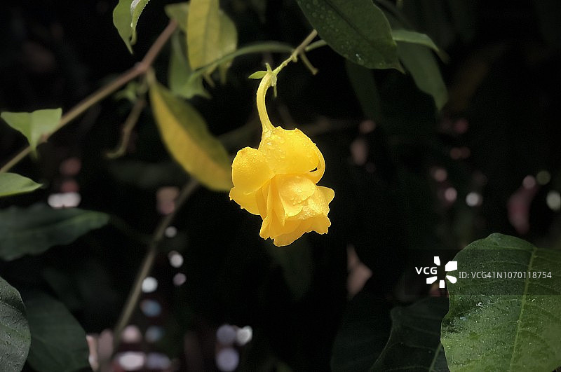 黄色黄蝉花图片素材