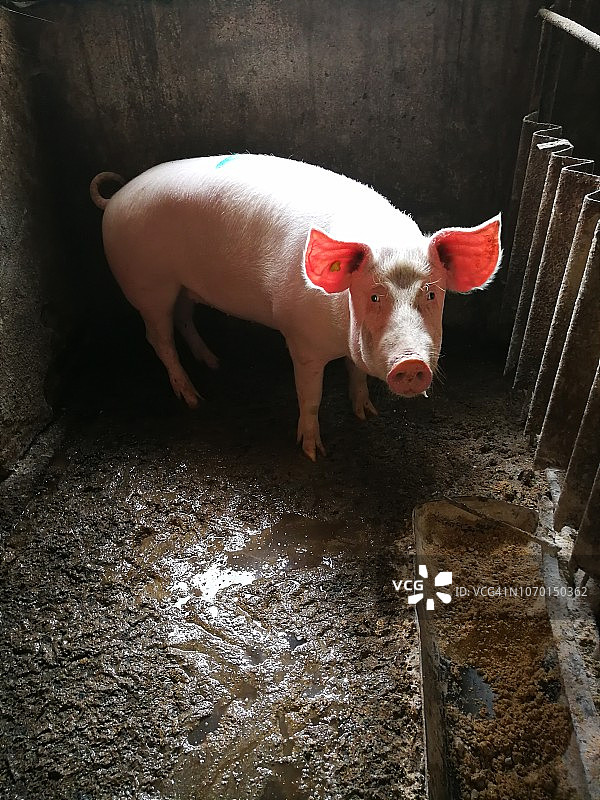 罗马尼亚特兰西瓦尼亚基督教传统节日宰杀前的猪肉美食图片素材