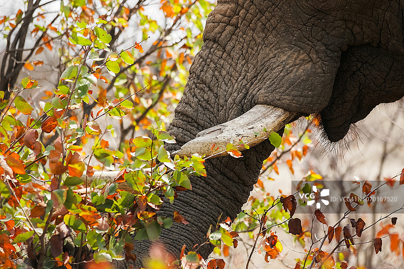 长着断牙的老象正在食用马帕尼树叶图片素材