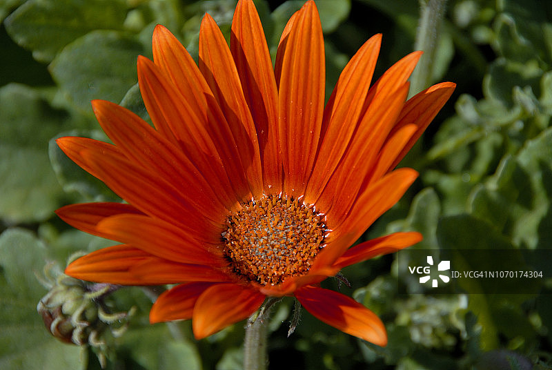 智利野花图片素材