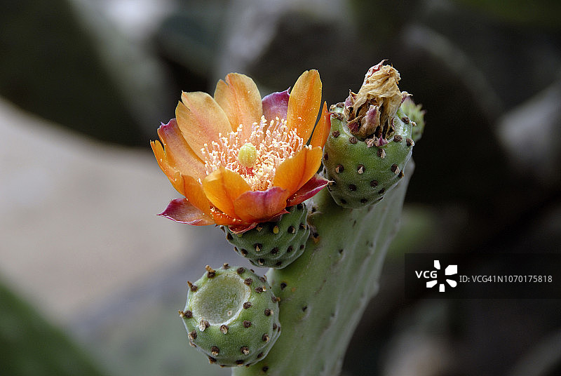 智利野花图片素材