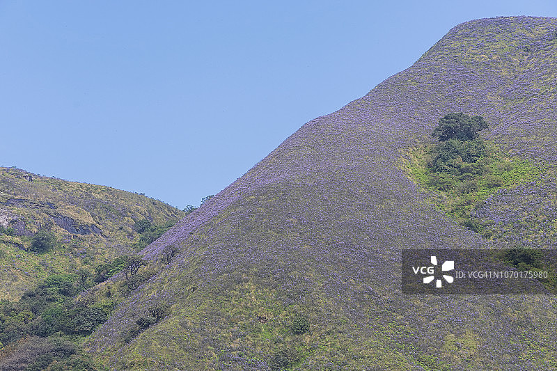 Strobilanthes kunthianus图片素材