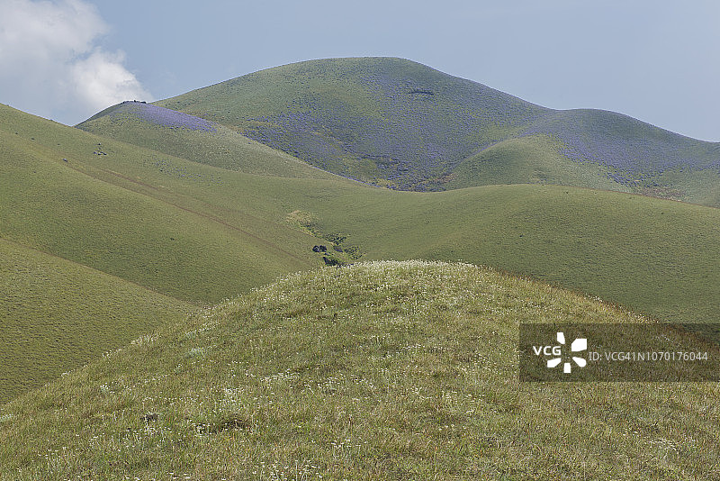 Strobilanthes kunthianus图片素材