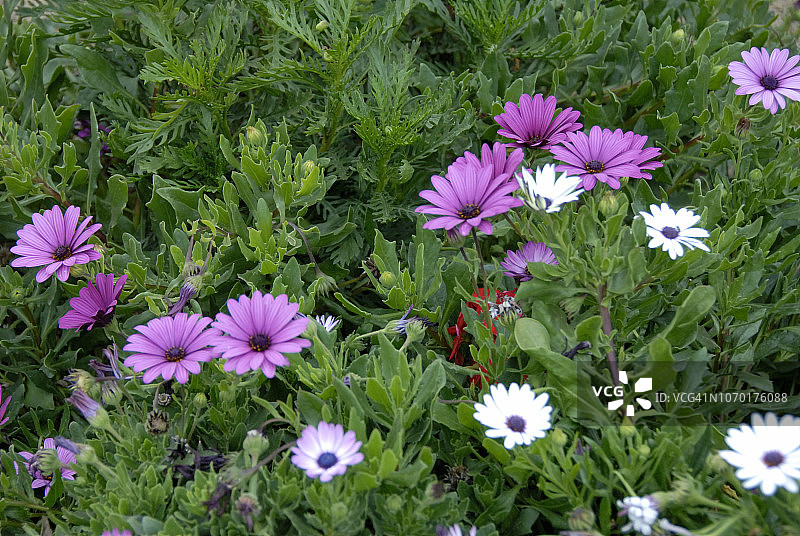 智利野花图片素材