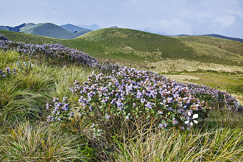 Strobilanthes kunthianus图片素材