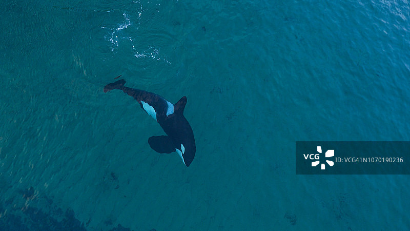 浅水中虎鲸的航拍图片素材
