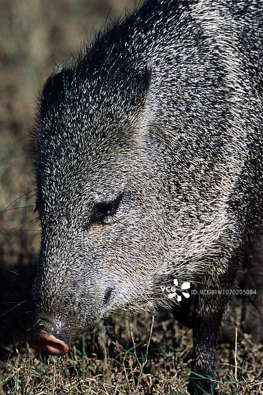 白唇西貒特写图片素材