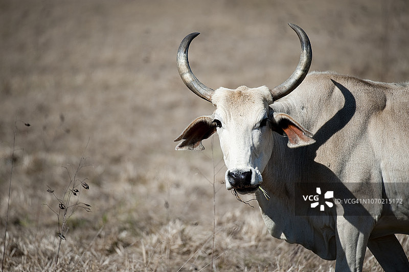 婆罗门牛图片素材